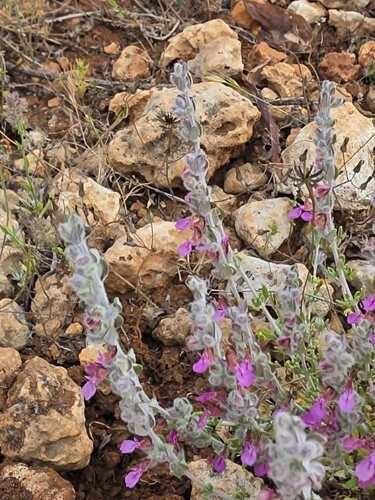 Teucrium divaricatum divaricatum