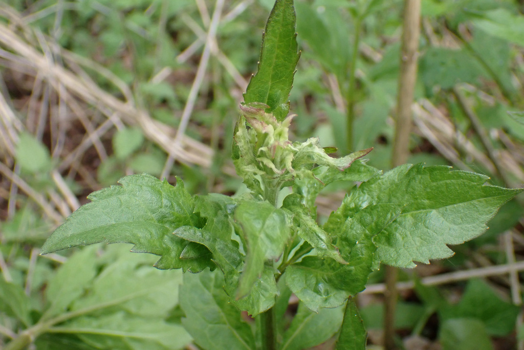 Aceria eupatorii