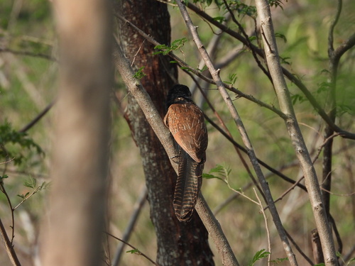 Lesser Coucal (Centropus bengalensis), photo 8