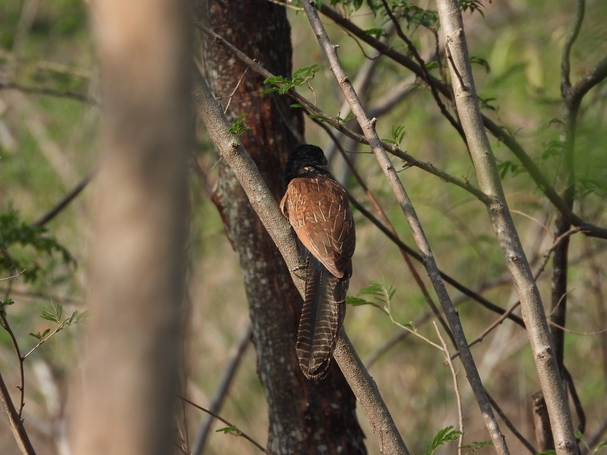 Lesser Coucal (Centropus bengalensis), photo 10
