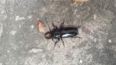 Mallodon chevrolatii