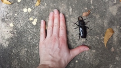 Mallodon chevrolatii