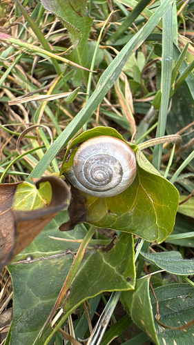 Monacha cantiana