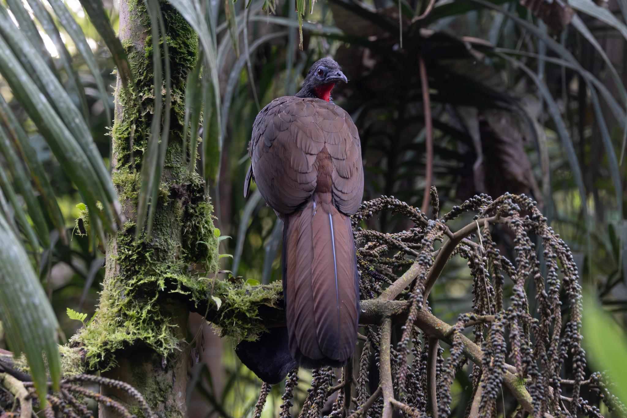 Cauca Guan (Penelope perspicax), photo 2