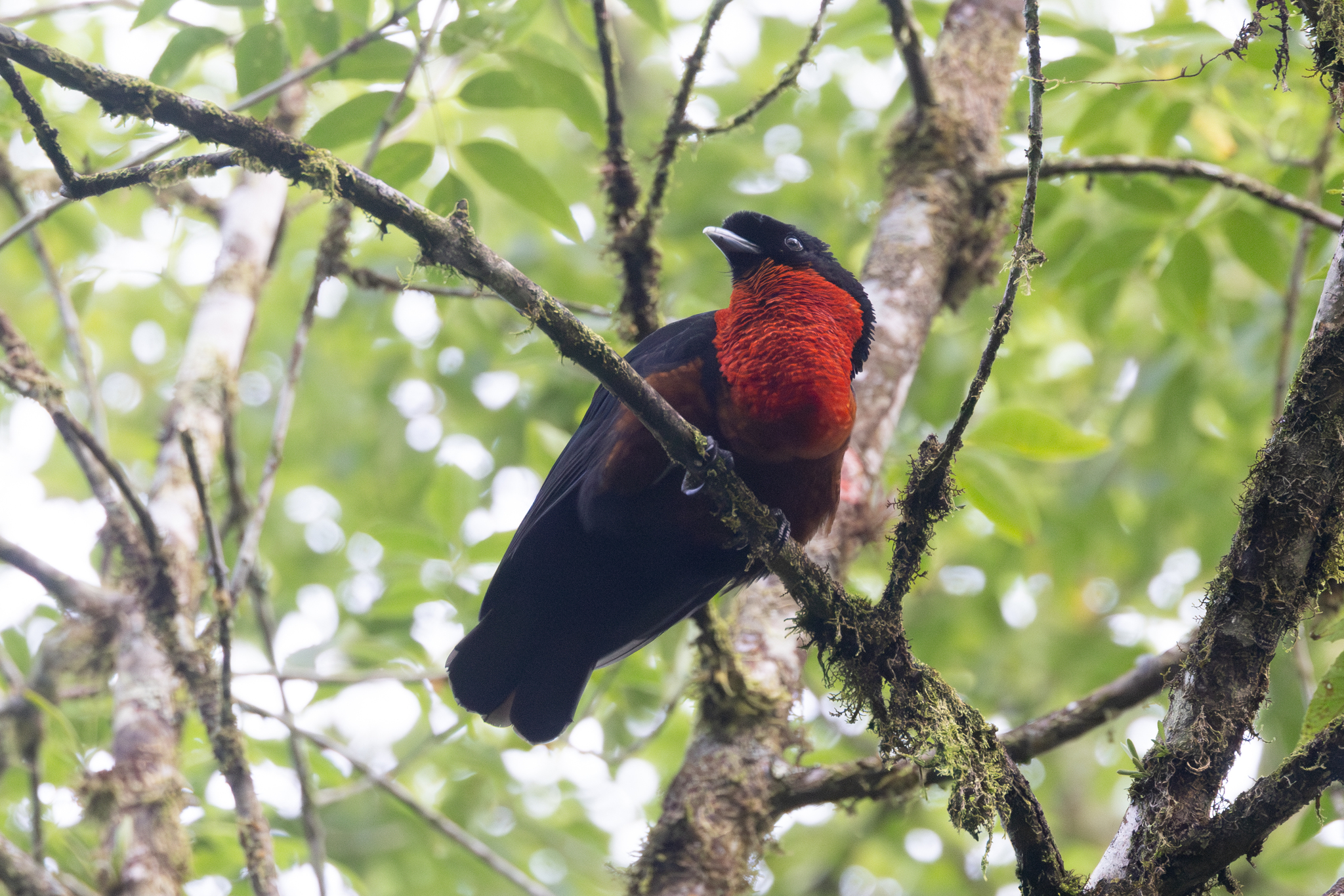 Red-ruffed Fruitcrow (Pyroderus scutatus), photo 4