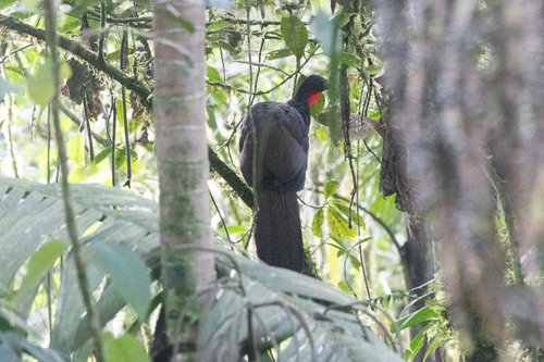 Cauca Guan (Penelope perspicax)