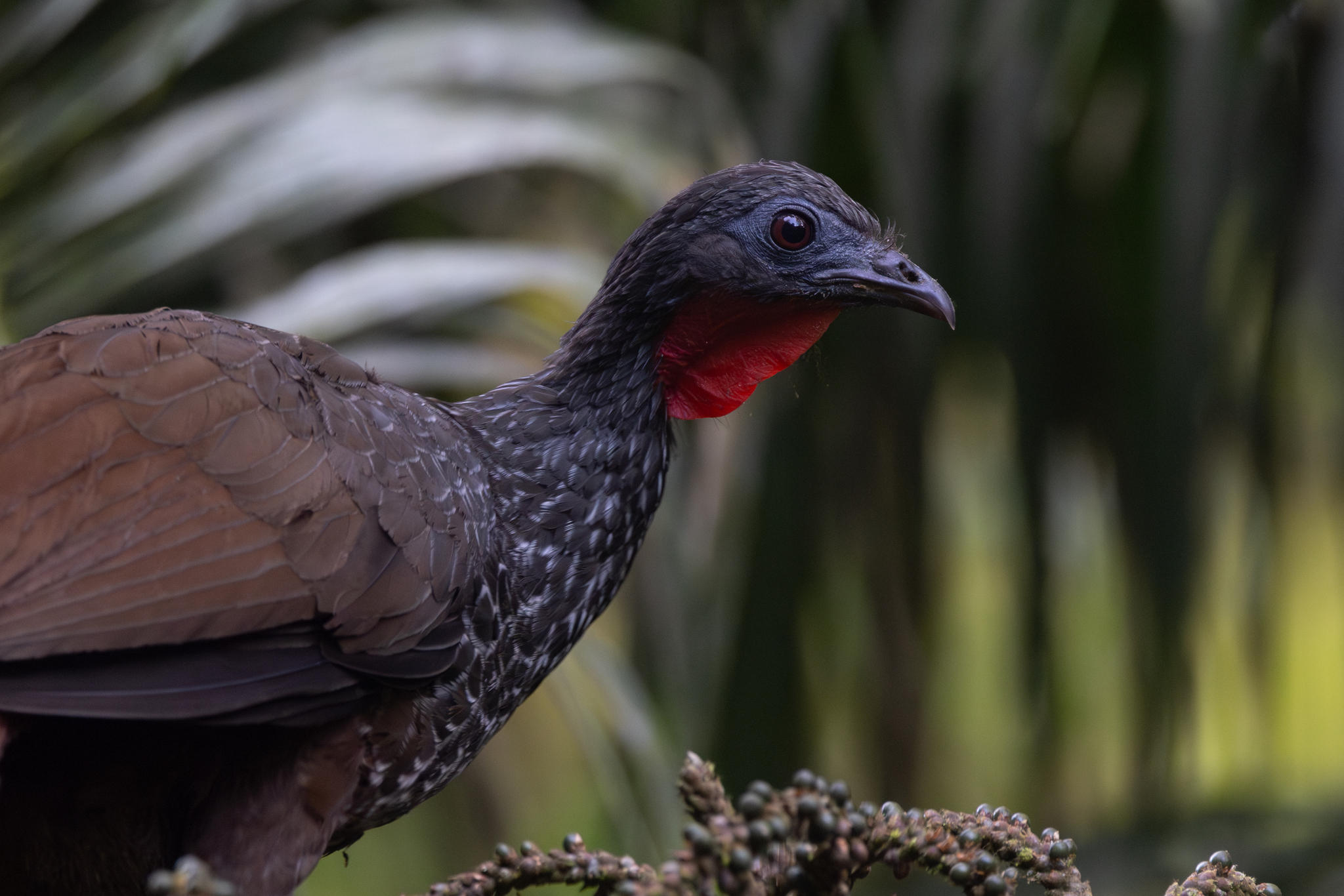 Cauca Guan (Penelope perspicax), photo 4