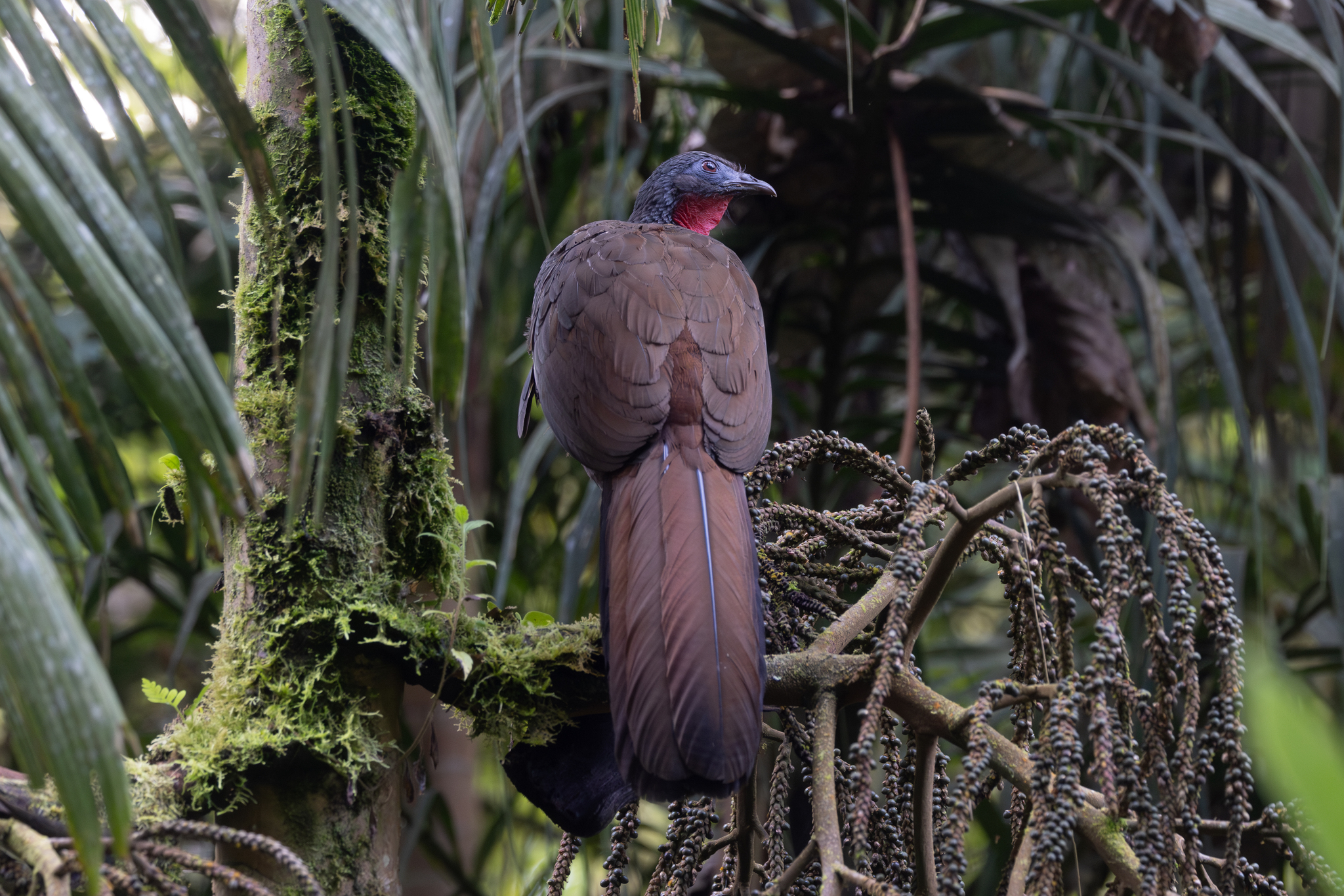 Cauca Guan (Penelope perspicax), photo 3