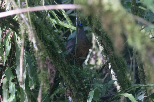 Sickle-winged Guan (Chamaepetes goudotii), photo 8