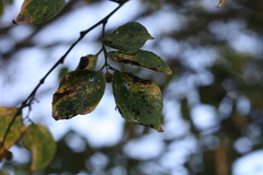 Celtis africana