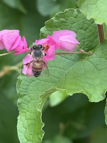 Western Honey Bee