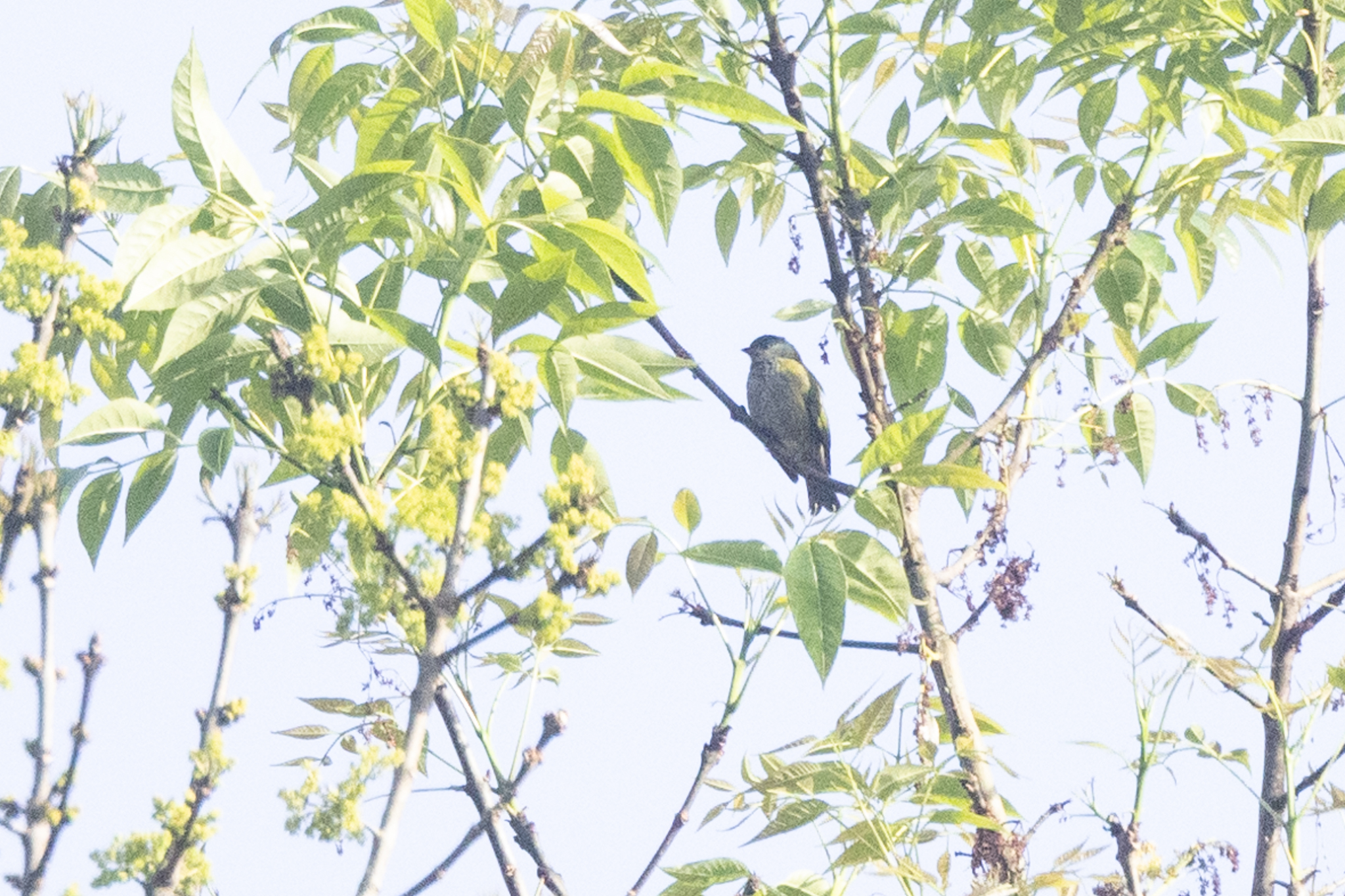 Black-capped Tanager (Stilpnia heinei), photo 9