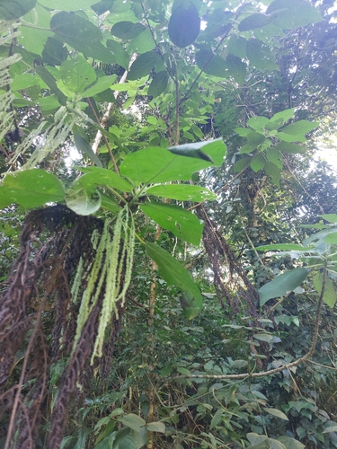 Boehmeria caudata