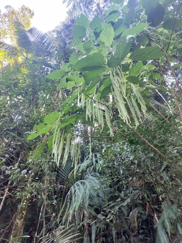 Boehmeria caudata, photograph 2