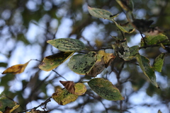 Celtis africana