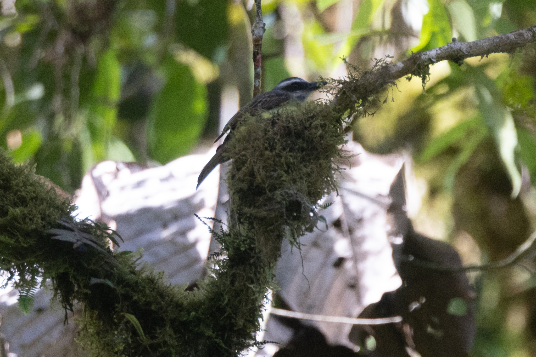 Golden-bellied Flycatcher (Myiodynastes hemichrysus), photo 4