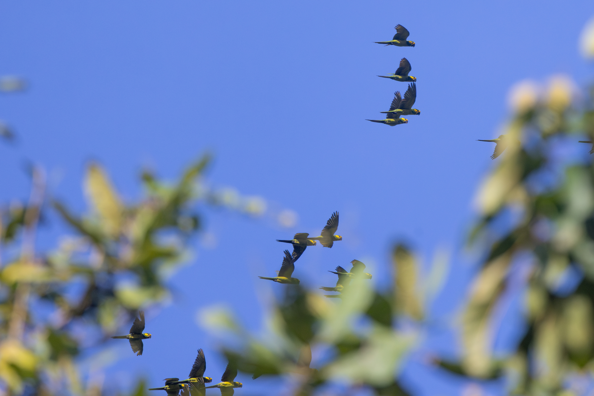 Yellow-eared Parrot (Ognorhynchus icterotis), photo 3