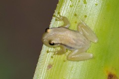 Phyllodytes luteolus