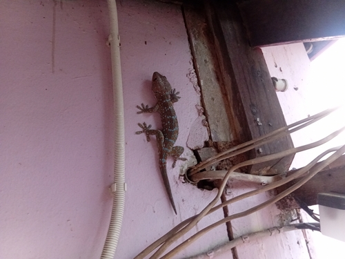 Tokay Gecko