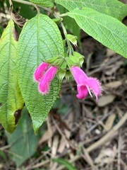 Salvia tortuosa