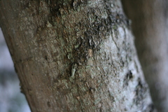 Celtis africana