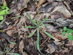 Krigia dandelion, photograph (c) Jay Brasher, some rights reserved (CC BY)