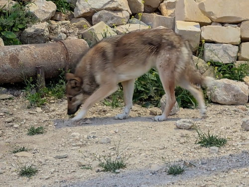 Domestic Dog