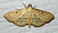 Herpetogramma fluctuosalis