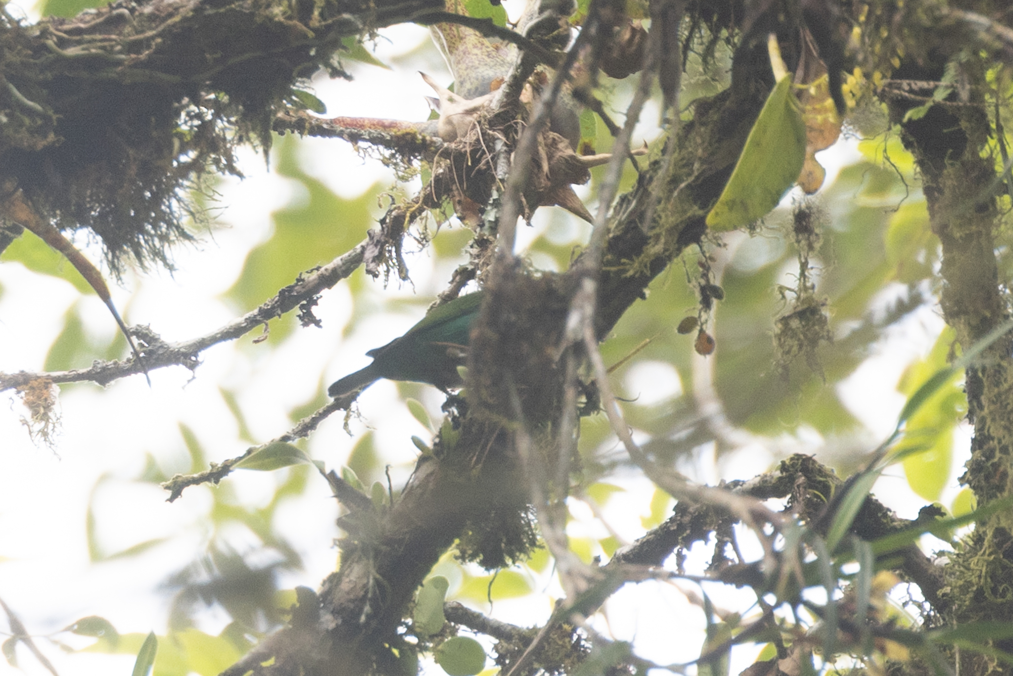 Multicolored Tanager (Chlorochrysa nitidissima), photo 2