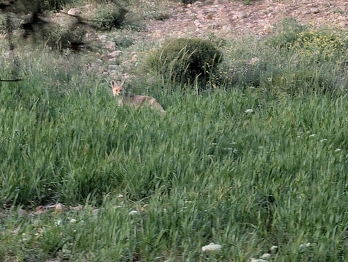 Red Fox