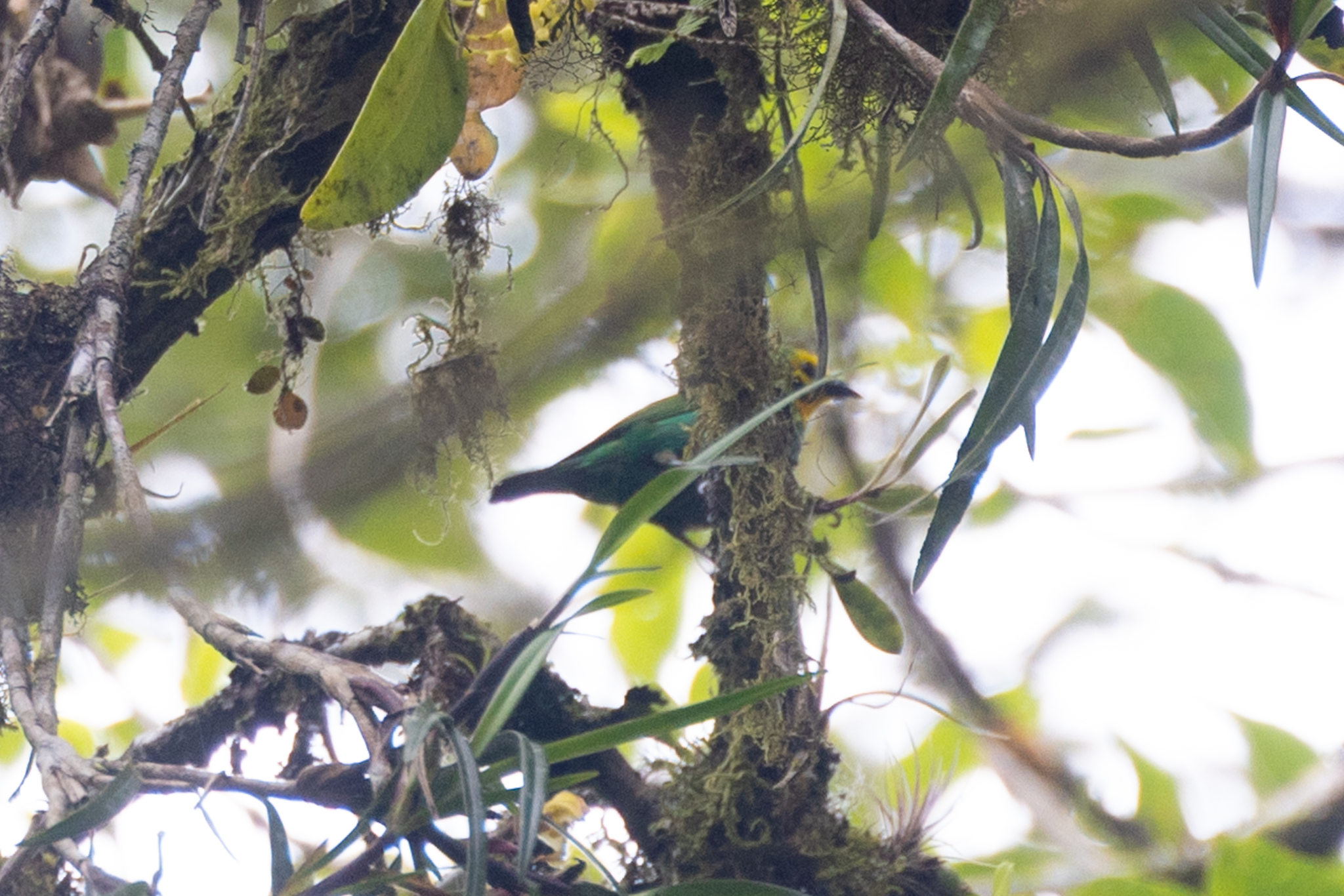 Multicolored Tanager (Chlorochrysa nitidissima), photo 3