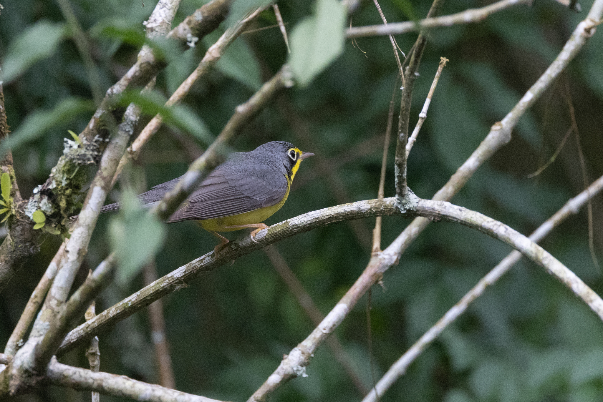 Canada Warbler (Cardellina canadensis), photo 3