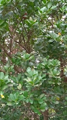 Ilex maximowicziana