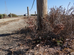 Limonium californicum