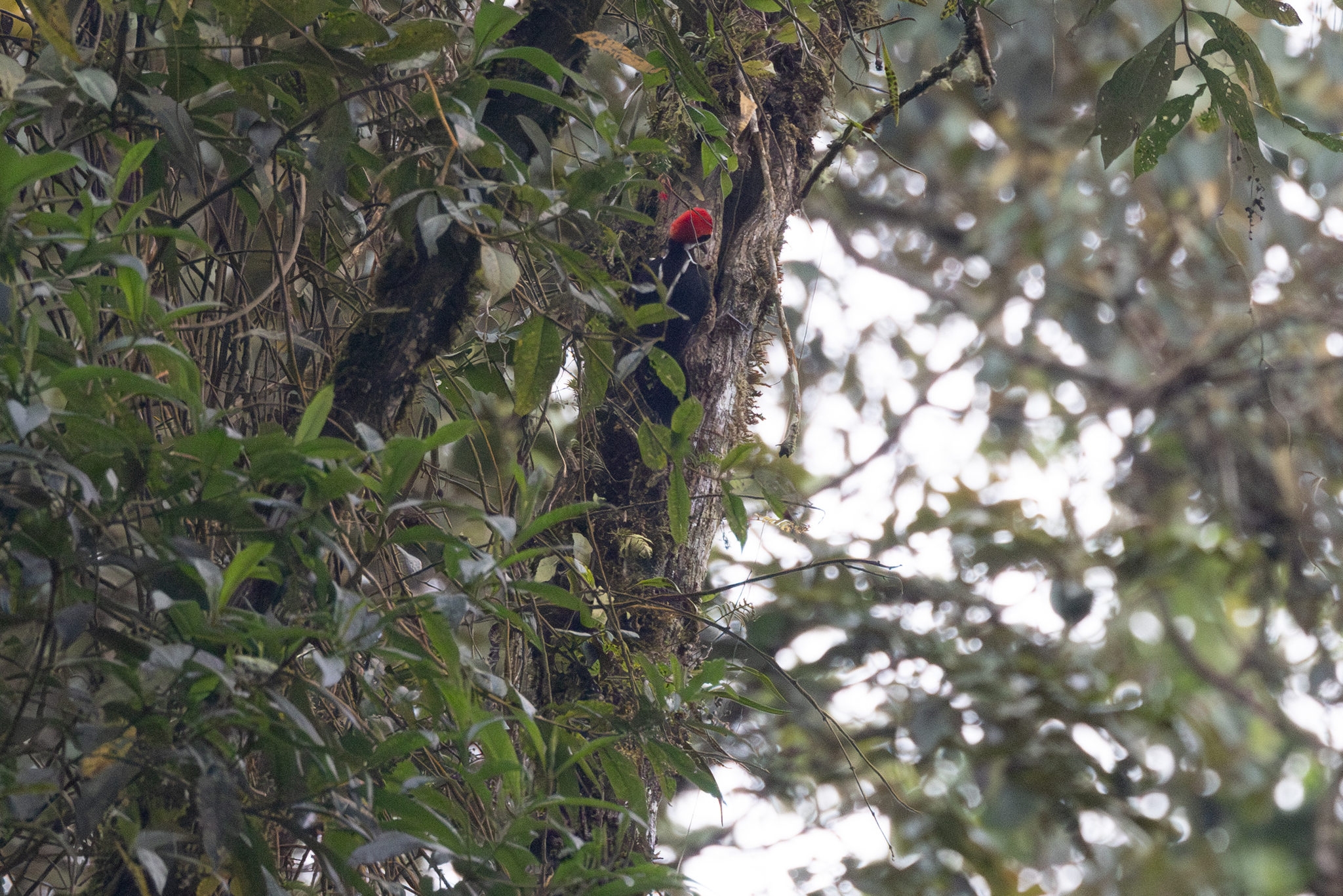 Powerful Woodpecker (Campephilus pollens), photo 3