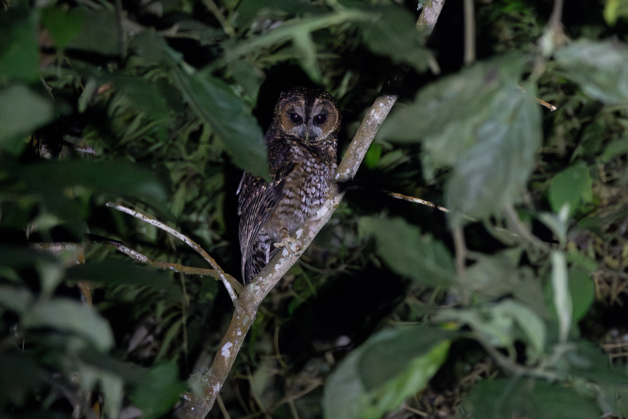 Rufous-banded Owl (Strix albitarsis), photo 1