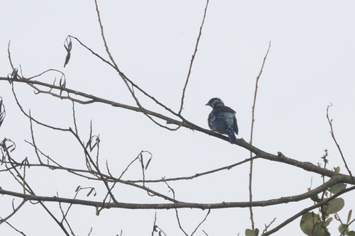 Beryl-spangled Tanager (Tangara nigroviridis), photo 8