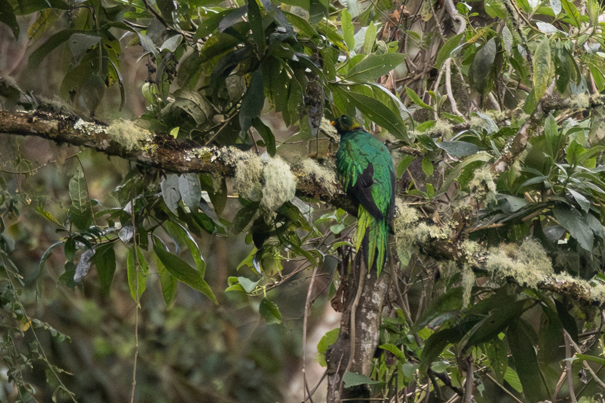 Golden-headed Quetzal (Pharomachrus auriceps), photo 4