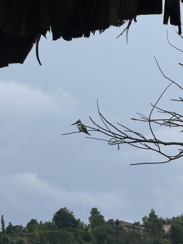 Pied Kingfisher