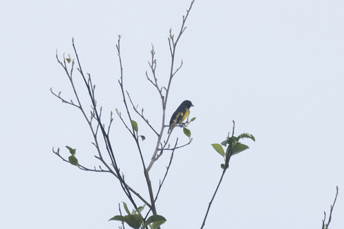 Yellow-bellied Siskin (Spinus xanthogastrus), photo 3