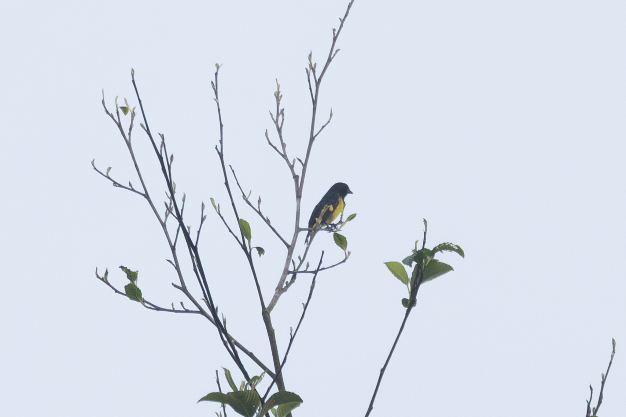 Yellow-bellied Siskin (Spinus xanthogastrus), photo 3