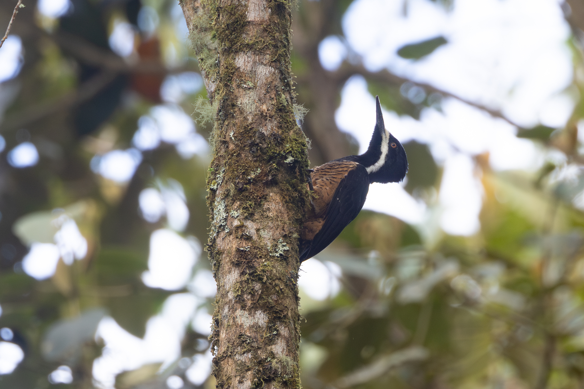 Powerful Woodpecker (Campephilus pollens), photo 1