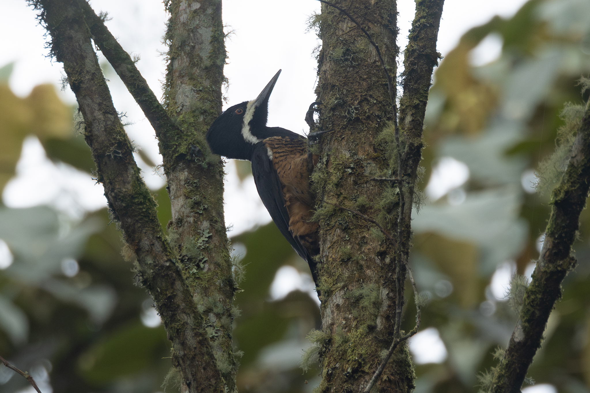 Powerful Woodpecker (Campephilus pollens), photo 2
