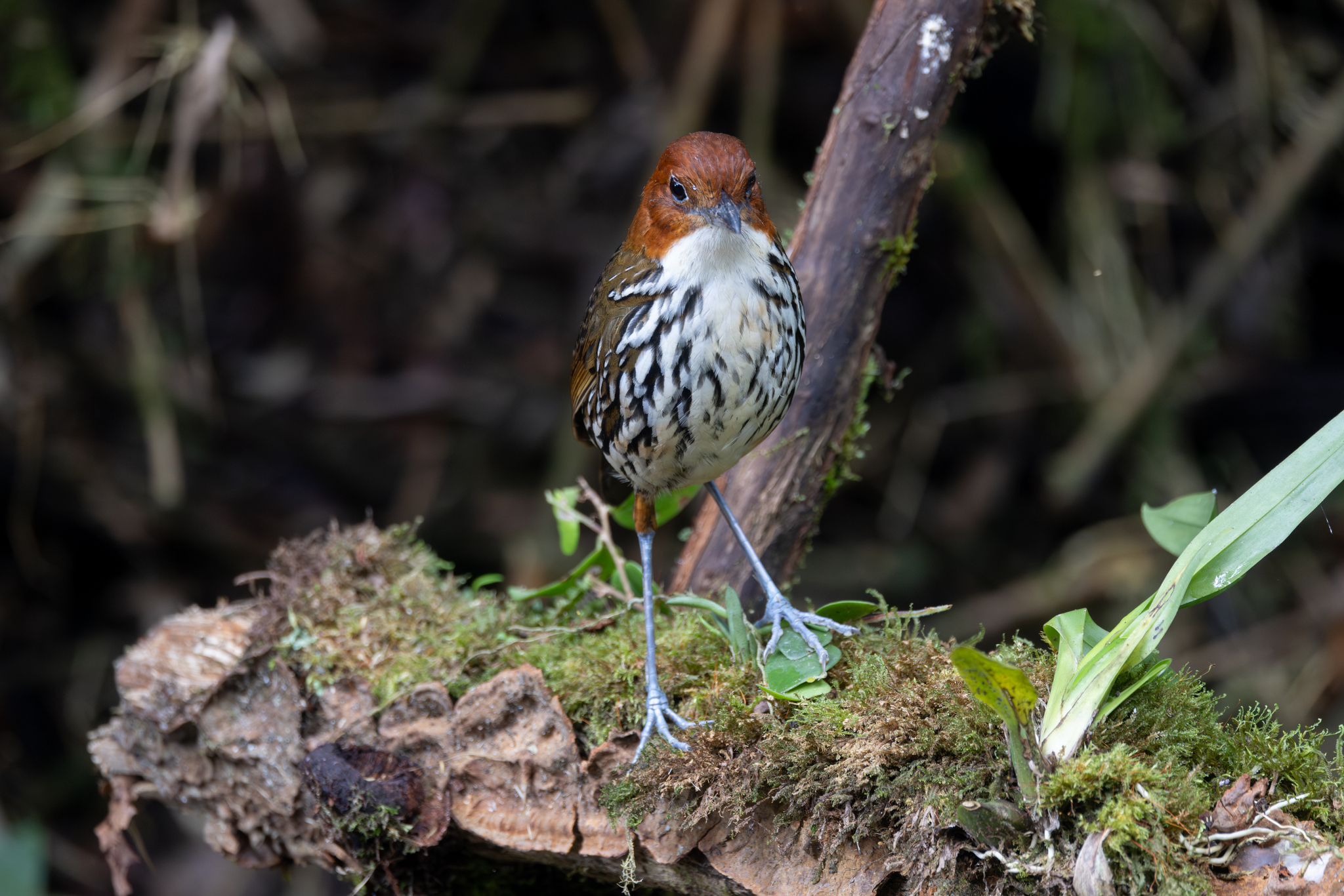 Chestnut-crowned Antpitta (Grallaria ruficapilla), photo 7