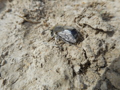 Anthophora edwardsii