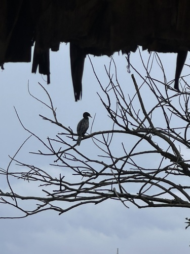 Reed Cormorant