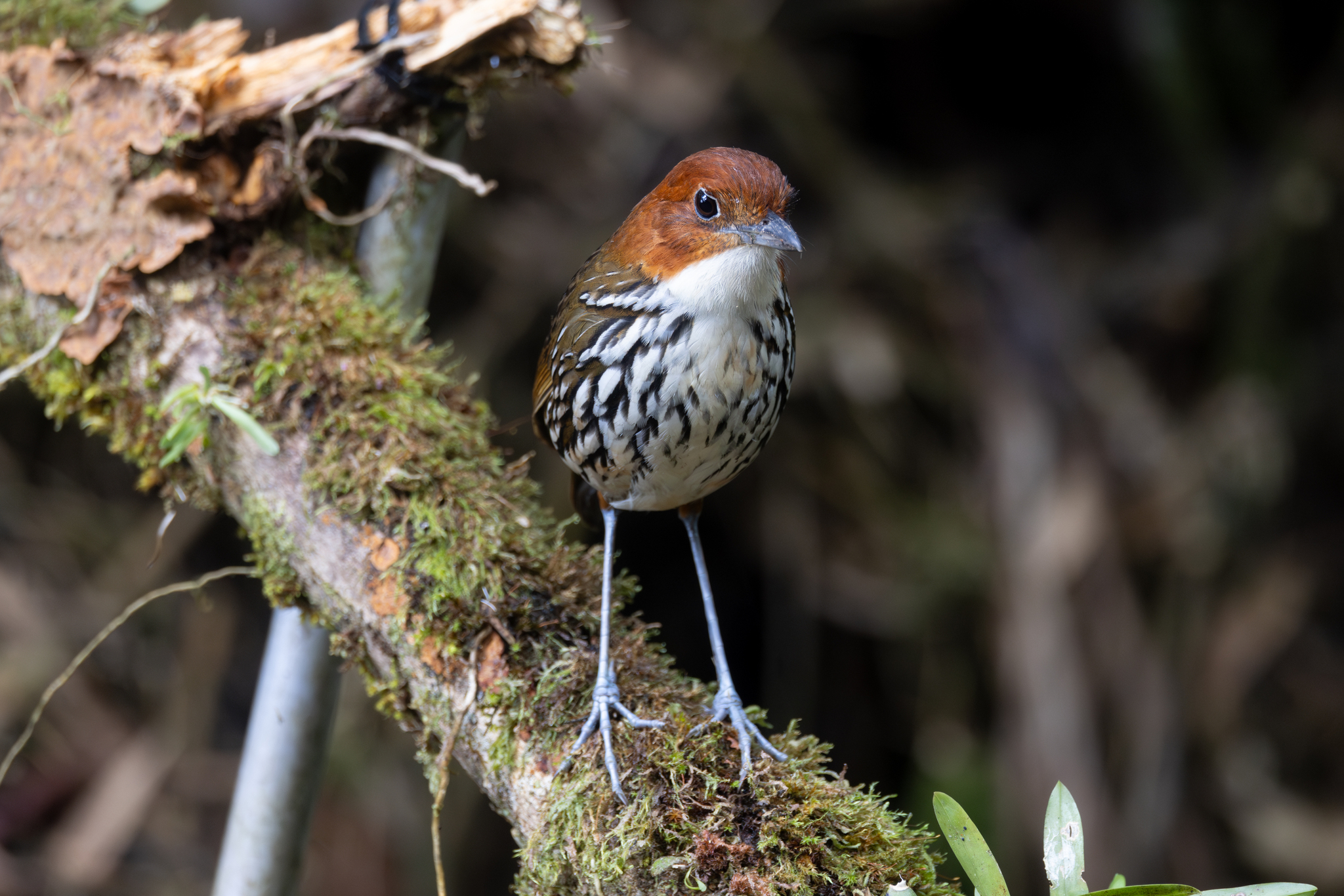 Chestnut-crowned Antpitta (Grallaria ruficapilla), photo 8