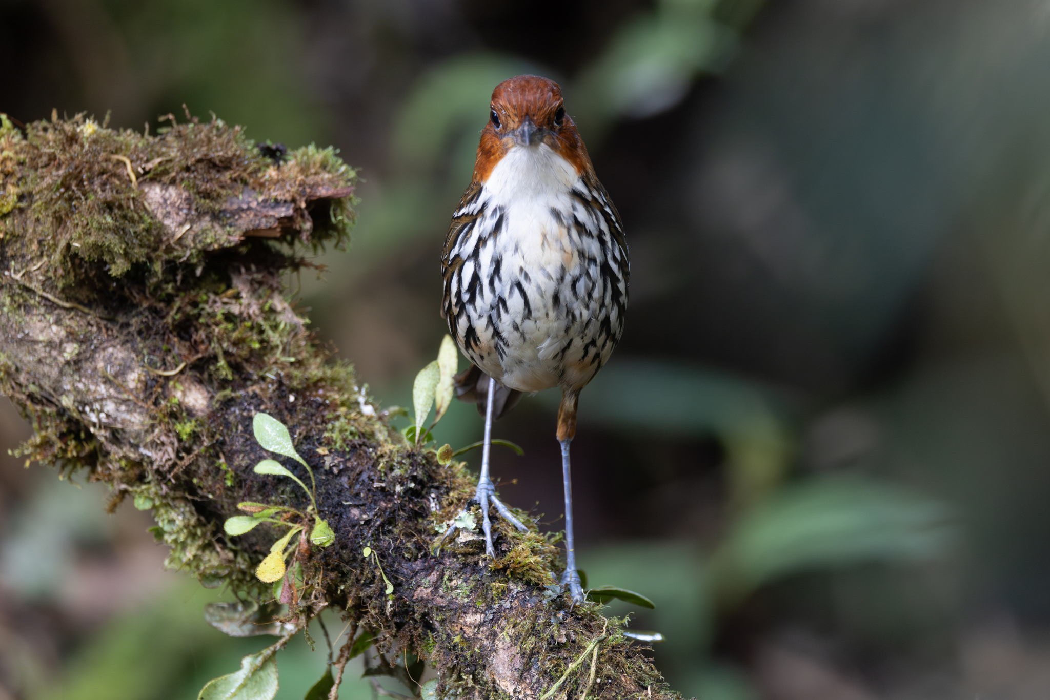 Chestnut-crowned Antpitta (Grallaria ruficapilla), photo 9