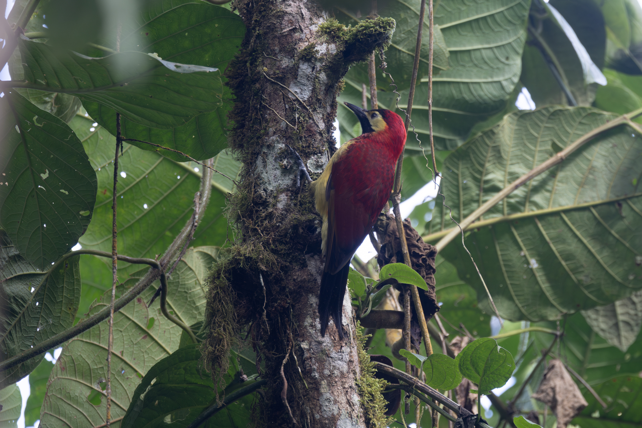 Crimson-mantled Woodpecker (Colaptes rivolii), photo 7