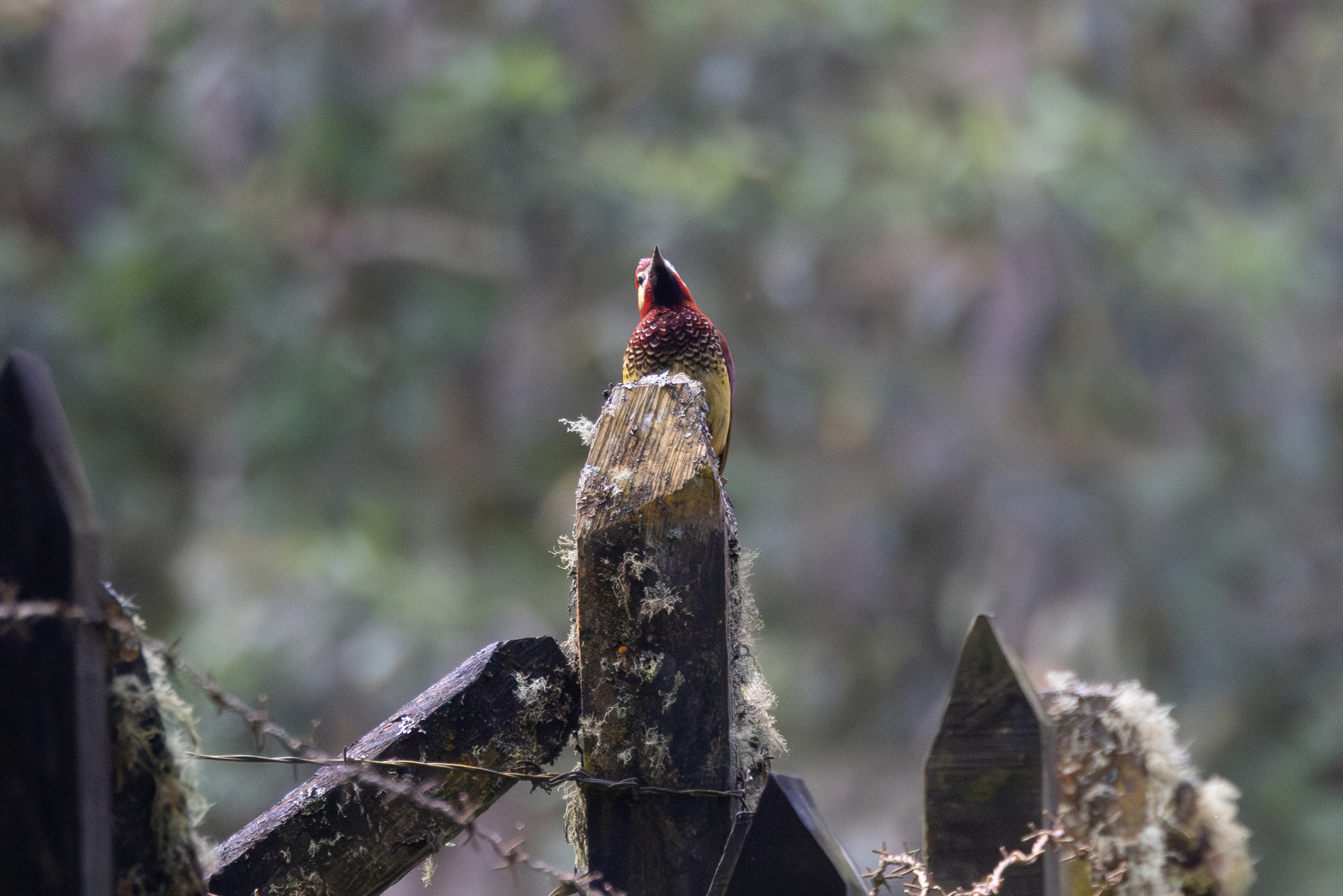 Crimson-mantled Woodpecker (Colaptes rivolii), photo 5